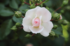 開花