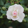 開花