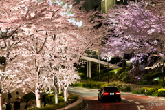 夜桜