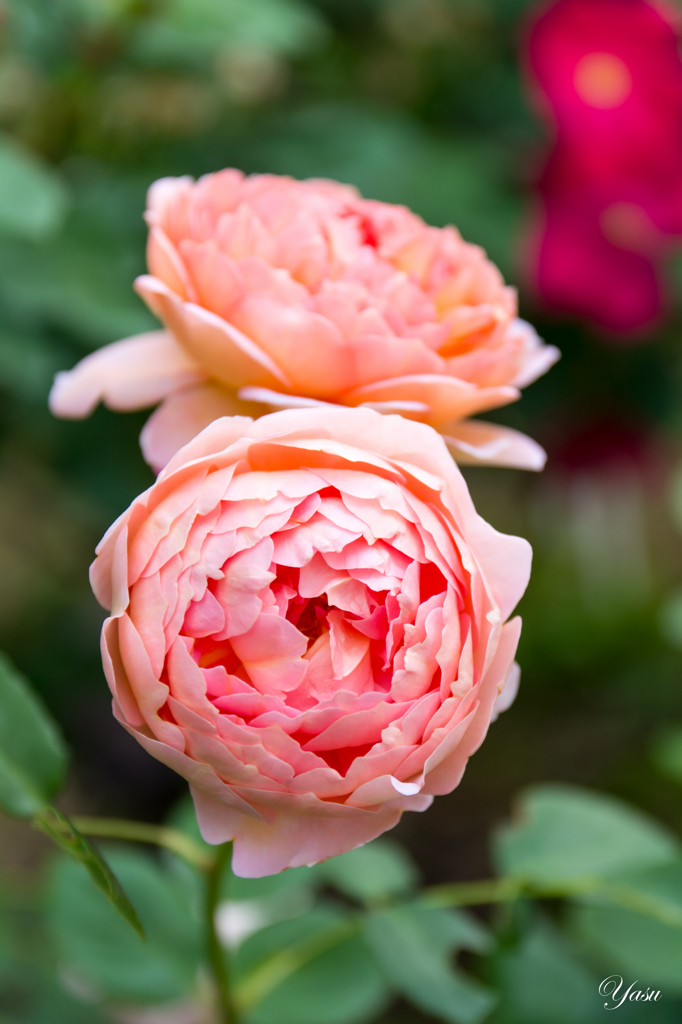 2015春_薔薇1