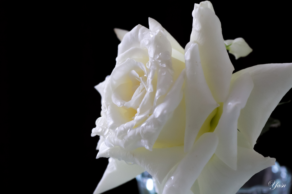 Rosa Bianca 
