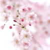 春が好き
