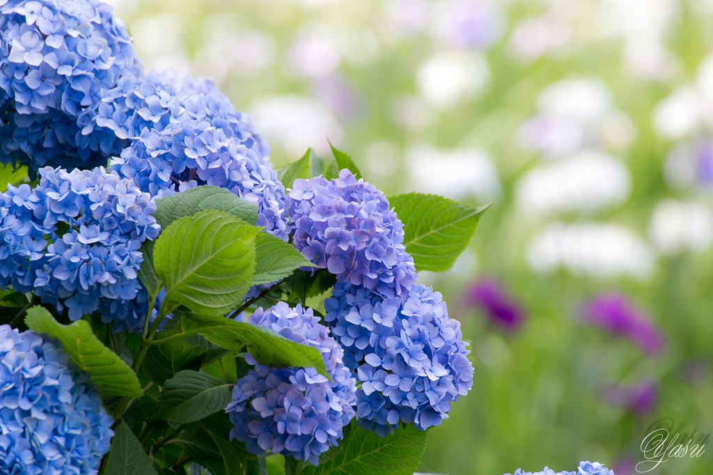 紫陽花ブルー