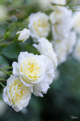 2015春_薔薇5