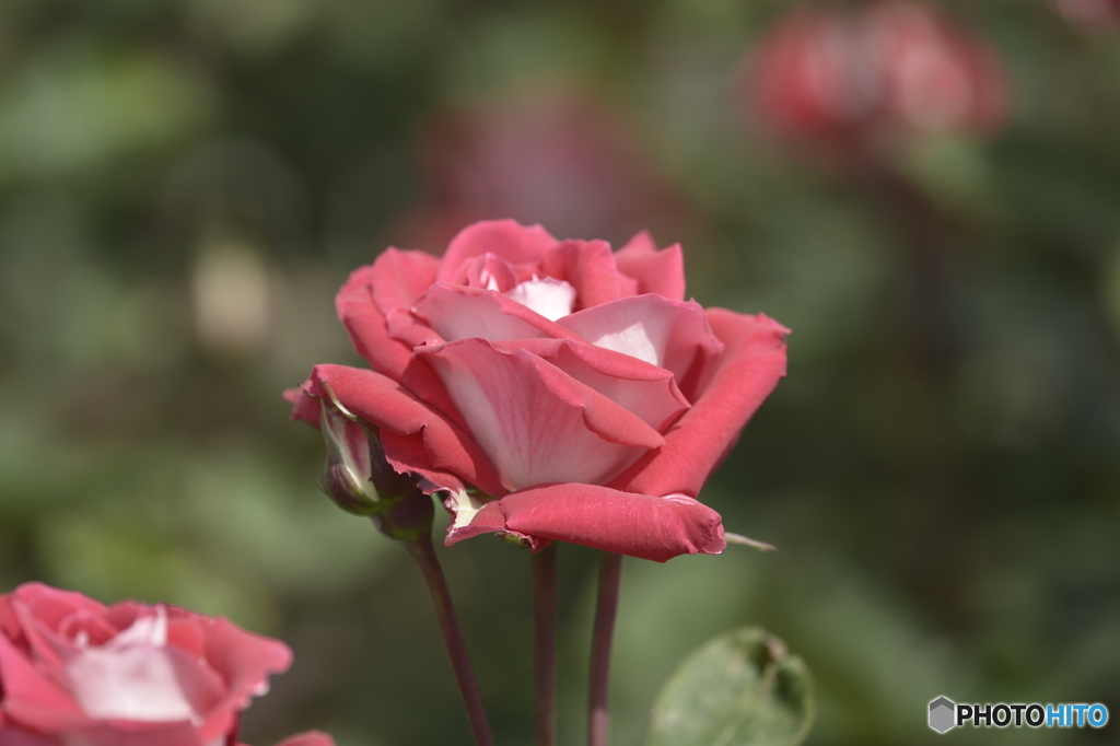 春の薔薇2