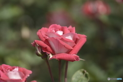 春の薔薇2