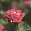 春の薔薇2
