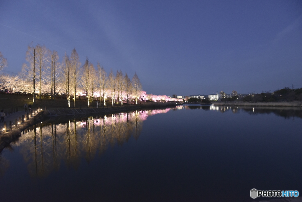夜桜1