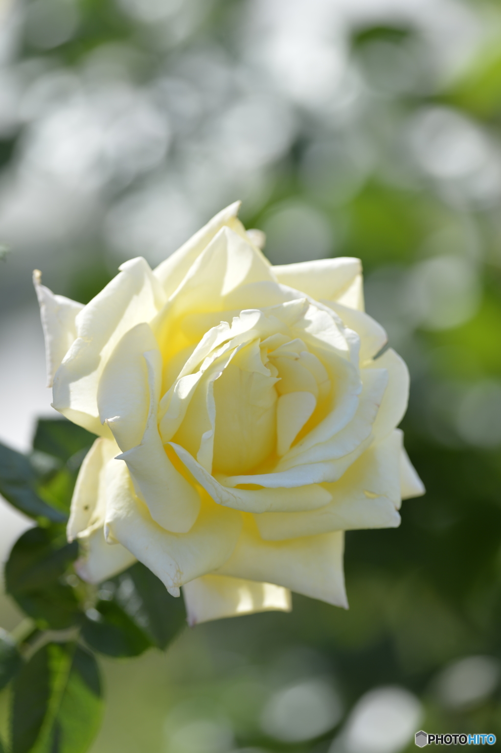 薔薇