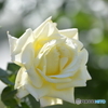 薔薇