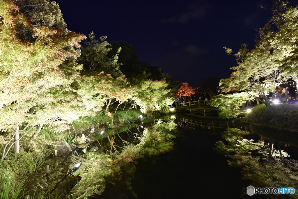 なばなの里の夜景7