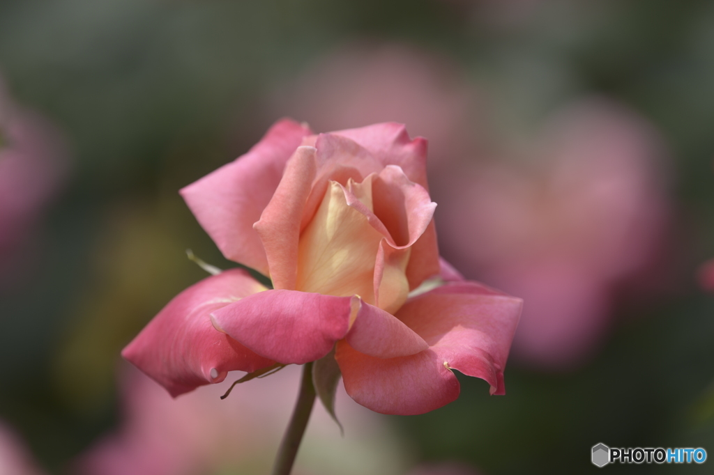 春の薔薇6