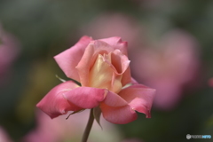 春の薔薇6
