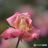 春の薔薇6