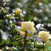 2023薔薇11