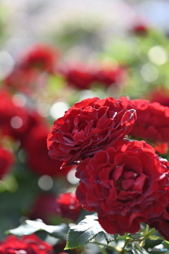 2023薔薇1