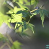 _DSC5965
