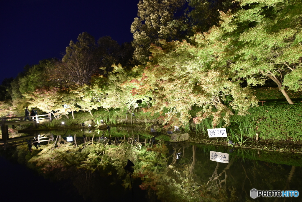 なばなの里の夜景5