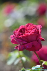 2023薔薇6