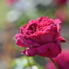 2023薔薇6