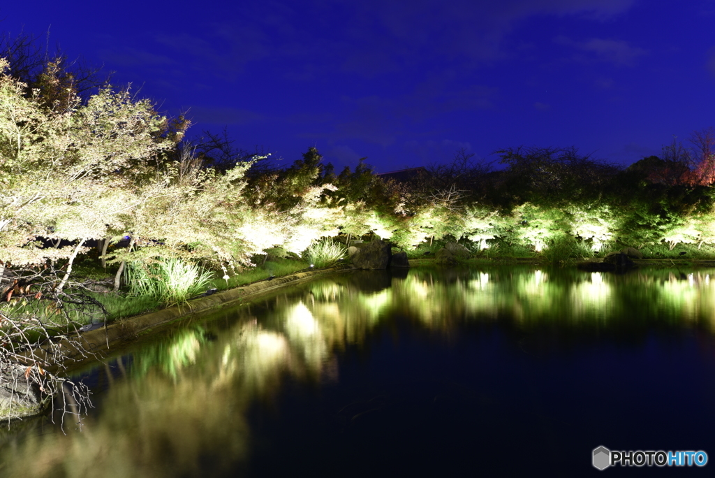 なばなの里の夜景3