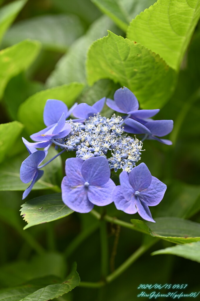 紫陽花