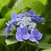紫陽花