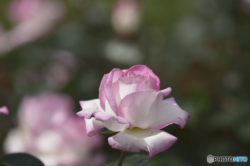 春の薔薇5