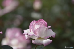 春の薔薇5