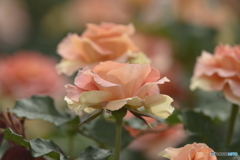 春の薔薇7