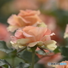 春の薔薇7