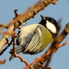 シジュウカラ