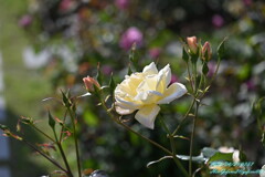 2023薔薇7