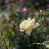 2023薔薇7