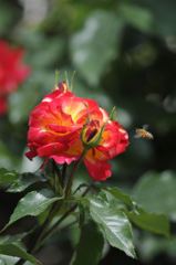 バラと蜂9