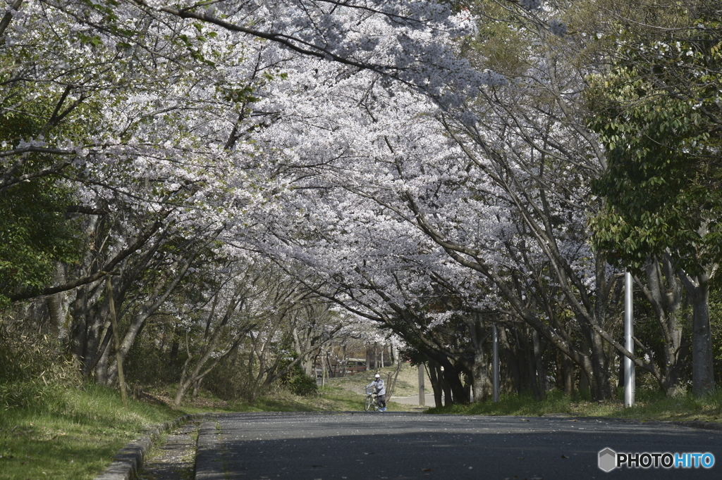 ある桜の風景