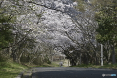 ある桜の風景