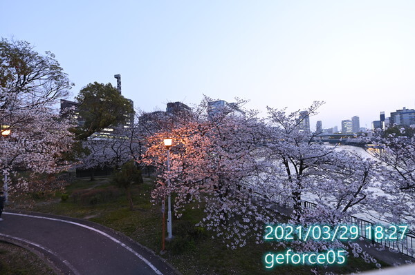 夜桜2