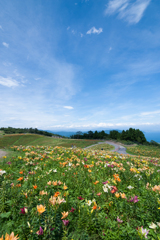 天空の花園
