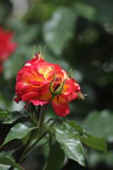 バラと蜂7