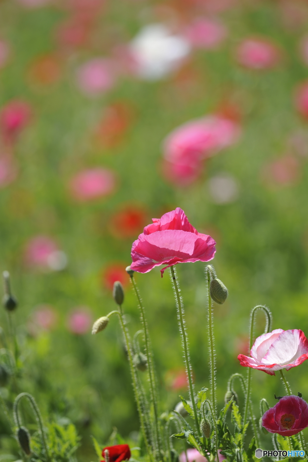 ポピーの花畑