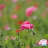 ポピーの花畑