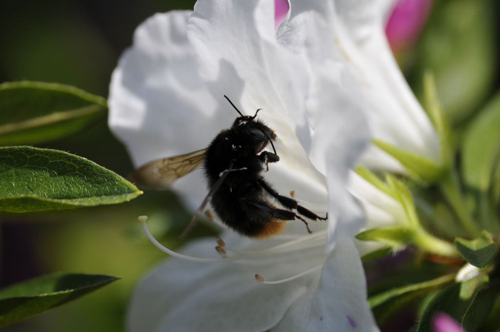 ツツジと蜂