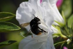 ツツジと蜂