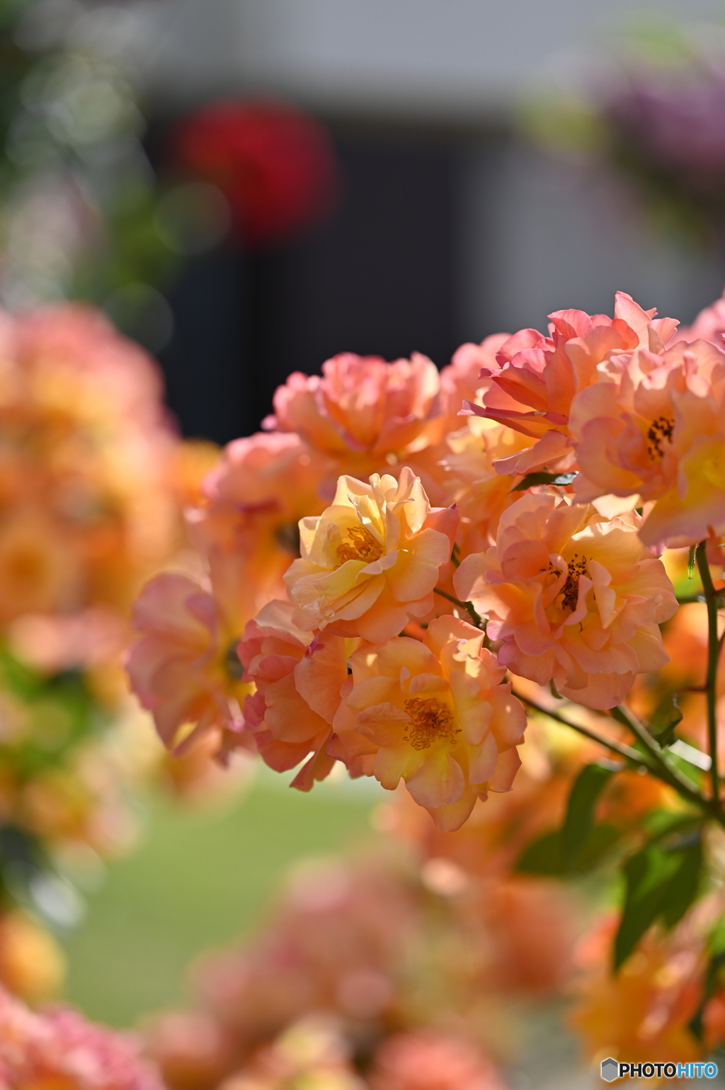2023薔薇4