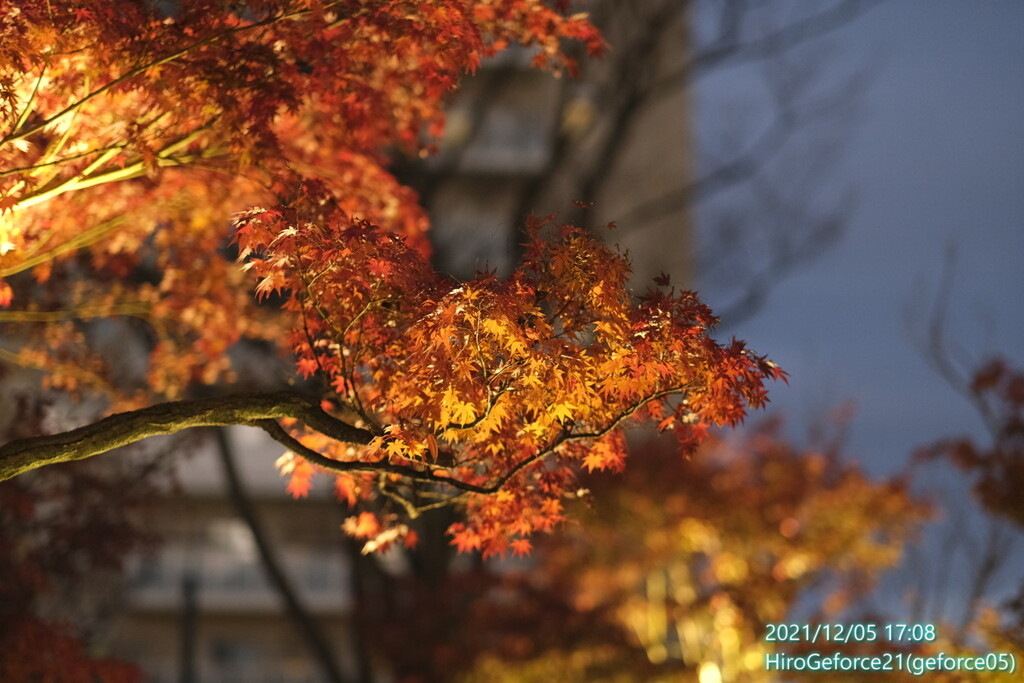 2021年紅葉
