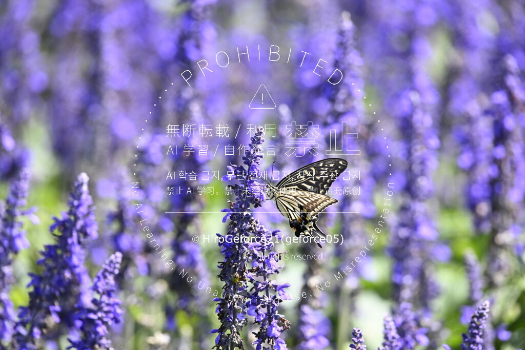 アゲハ蝶_2