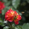 バラと蜂5