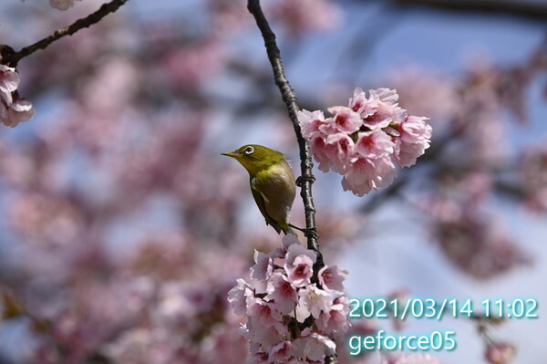 河津桜とメジロ