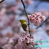 河津桜とメジロ